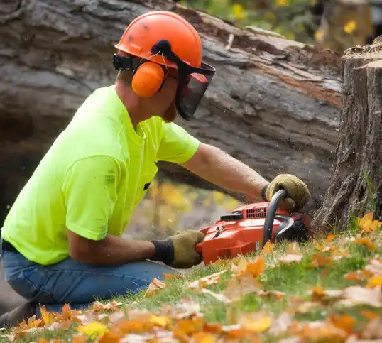 tree services Brockport